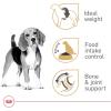 Royal Canin Beagle Adult Dry Dog Food, 30 lb bag(6 Pound (Pack of 1))