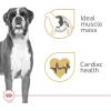 Royal Canin Breed Health Nutrition Boxer Adult Loaf in Sauce Dog Food, 13.5 oz (Pack of 12)(1 Count (Pack of 12))