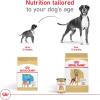 Royal Canin Breed Health Nutrition Boxer Adult Loaf in Sauce Dog Food, 13.5 oz (Pack of 12)(1 Count (Pack of 12))