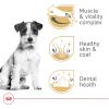 Royal Canin Breed Health Nutrition Jack Russell Terrier Puppy Dry Dog Food, 3 lb Bag(Adult)