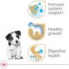 Royal Canin Breed Health Nutrition Jack Russell Terrier Puppy Dry Dog Food, 3 lb Bag(Puppy)