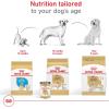 Royal Canin Breed Health Nutrition Labrador Retriever Adult Loaf in Sauce Dog Food, 13.5 oz (Pack of 12)(13.5 Ounce (Pack of 12))