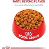 Royal Canin Breed Health Nutrition Labrador Retriever Adult Loaf in Sauce Dog Food, 13.5 oz (Pack of 12)(28 Pound (Pack of 1))