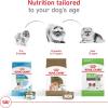 Royal Canin Breed Health Nutrition Pomeranian Adult Loaf in Sauce Dog Food, 3 oz (Pack of 24)(2.5 Pound (Pack of 1))