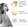 Royal Canin Canine Health Nutrition Adult In Gel Dog Food, 13.5 oz (Pack of 6)(10.13 Pound (Pack of 1))