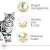 Royal Canin Feline Breed Nutrition American Shorthair Adult Dry Cat Food, 5.5 lb Bag(5.5 Pound (Pack of 1))