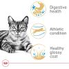 Royal Canin Feline Breed Nutrition Bengal Adult Dry Cat Food, 7 lb Bag