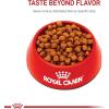 Royal Canin Feline Breed Nutrition Maine Coon Adult Thin Slices in Gravy Cat Food, 3 oz (Pack of 24)(3 Pound (Pack of 1))