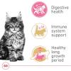 Royal Canin Feline Breed Nutrition Maine Coon Adult Thin Slices in Gravy Cat Food, 3 oz (Pack of 24)(3 Pound (Pack of 1))