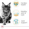 Royal Canin Feline Breed Nutrition Maine Coon Adult Thin Slices in Gravy Cat Food, 3 oz (Pack of 24)(6 Pound (Pack of 1))