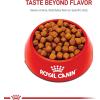 Royal Canin Feline Breed Nutrition Maine Coon Adult Thin Slices in Gravy Cat Food, 3 oz (Pack of 24)(6 Pound (Pack of 1))