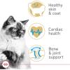 Royal Canin Feline Breed Nutrition Ragdoll Adult Dry Cat Food, 7 lb Bag