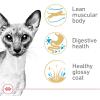 Royal Canin Feline Breed Nutrition Siamese Adult Dry Cat Food, 6 lb Bag(6 Pound (Pack of 1))
