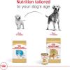 Royal Canin Golden Retriever Loaf in Sauce Canned Dog Food, 13.5 oz can (12-count)(13.5 Ounce (Pack of 12))