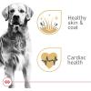 Royal Canin Golden Retriever Loaf in Sauce Canned Dog Food, 13.5 oz can (12-count)(13.5 Ounce (Pack of 12))