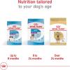 Royal Canin Great Dane Adult Dry Dog Food, 30 lb bag