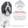 Royal Canin Large Dog Dental Care Dry Dog Food, 30 lb bag(Large)