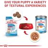 Royal Canin Size Health Nutrition Medium Puppy Chunks in Gravy Wet Dog Food, 4.9 oz pouch (10-pack)(13 Ounce (Pack of 12))