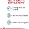 Royal Canin Size Health Nutrition Medium Puppy Chunks in Gravy Wet Dog Food, 4.9 oz pouch (10-pack)(6 Pound (Pack of 1))