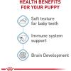 Royal Canin Size Health Nutrition Medium Puppy Thin Slices in Gravy Dog Food, 13 oz (Pack of 12)(13 Ounce (Pack of 12))