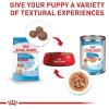 Royal Canin Size Health Nutrition Medium Puppy Thin Slices in Gravy Dog Food, 13 oz (Pack of 12)(30 Pound (Pack of 1))