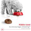 Royal Canin Size Health Nutrition Small Aging 12+ Senior Dry Dog Food, 12 lb Bag(12 Pound (Pack of 1))