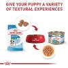 Royal Canin Size Health Nutrition Small Puppy Thin Slices in Gravy Dog Food, 5.1 oz (Pack of 24)