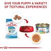 Royal Canin Size Health Nutrition X-Small Puppy Thin Slices in Gravy Dog Food, 3 oz (Pack of 24)(Gravy)