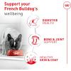 Royal Canin Breed Health Nutrition French Bulldog Wet Dog Food for Adult Dogs, Loaf Wet Food for French Bulldogs 12 Months+, Supports Digestive Health and Bone & Joint Health, Multipack 6 x 3 oz cans(1.13 Pound (Pack of 1))