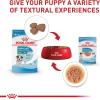 Royal Canin Size Health Nutrition Small Puppy Chunks in Gravy Wet Dog Food, 3 oz pouch (12-count)